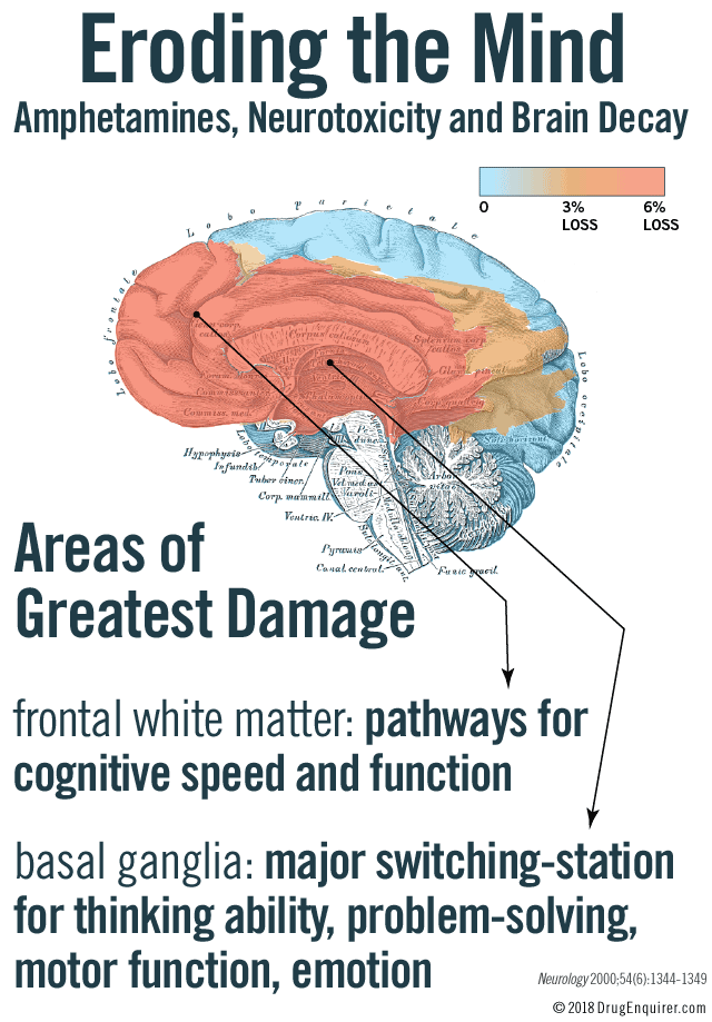 Eroding the Mind. Amphetamines, Neurotoxicity and Brain Decay. Areas of greatest damage: Basal ganglia is in the deepest inner region of the brain and acts as a major switching station for thinking ability, problem solving, task flexibility, motor function and emotion. Frontal white matter provides communication pathways for cognitive speed and cognitive function.